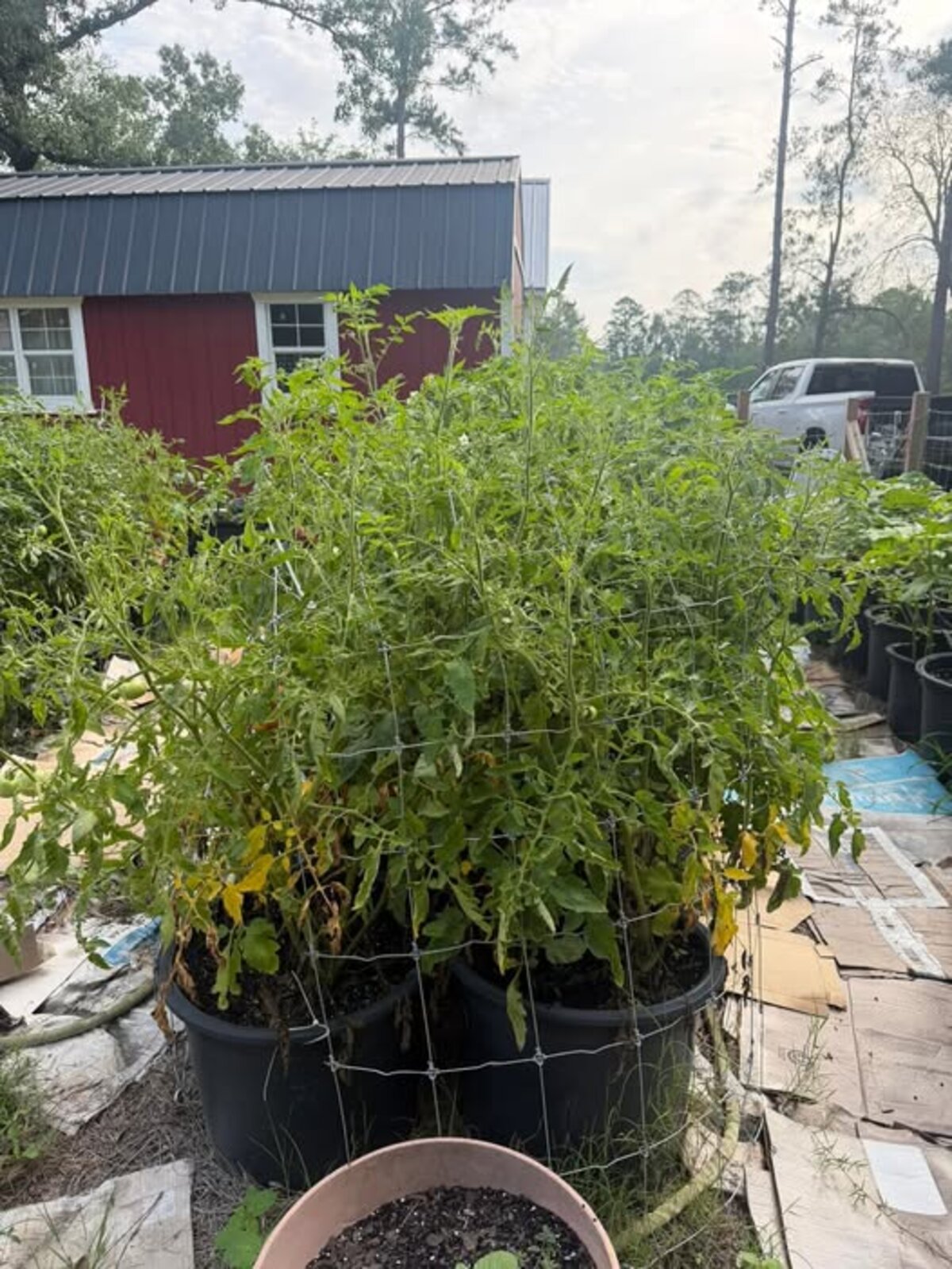 Ripe red tomatoes fresh from the vine at Widows Oil Ministry’s raised-bed garden